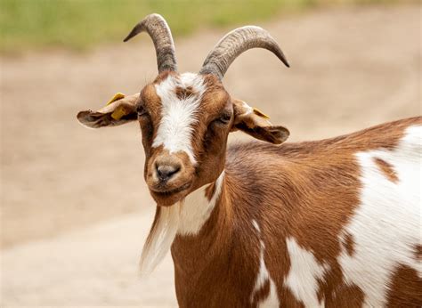 5000 Free Goat And Nature Images Pixabay