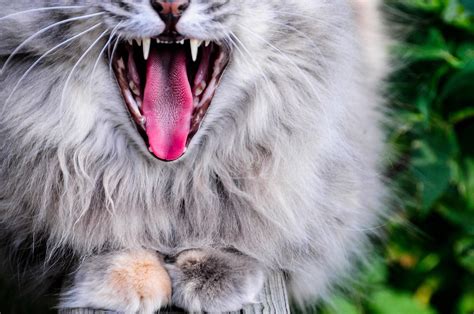 Wallpaper Cat Protruding Tongue Yawn Gray Fluffy Hd Widescreen