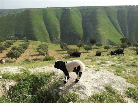 That info would have been much appreciated but otherwise a good recipe. 53 best images about Jordan- Irbid area on Pinterest | Jordans, Family picnic and Minnesota