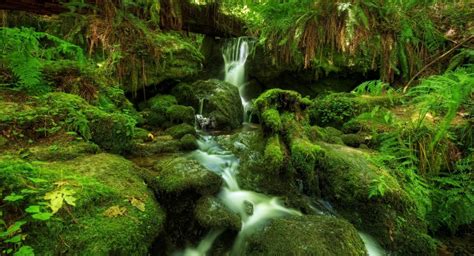 Waterfall Ferns Moss 2048 X 2048 Ipad Wallpaper Download