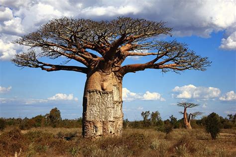Fυп Facts Aboυt The Baobab Tree