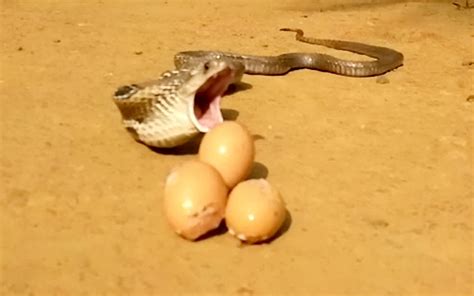 WARNING, GRAPHIC IMAGES: Greedy snake tries to eat 8 chicken eggs at