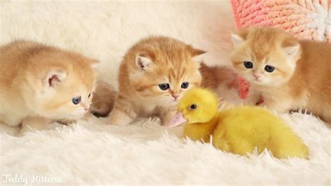 Baby Ducks And Kittens