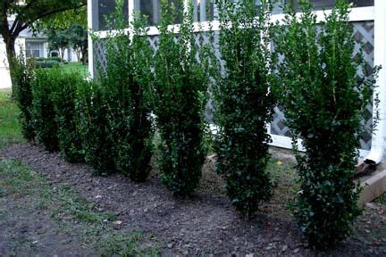 Glossy green shrubs like these grow in a tight and dense form, giving you complete privacy, with plants. 'Green tower' Boxwood - narrow (2 ft wide) evergreen ...