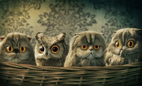 Owl Funny Wallpapers Top Free Owl Funny Backgrounds Wallpaperaccess