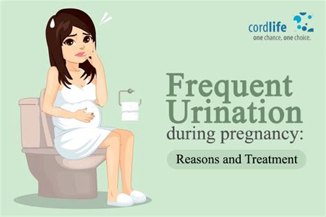 Frequent Urination During Pregnancy Reasons And Treatment