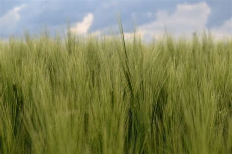 Free Images Sky Meadow Barley Prairie Spring Green Crop