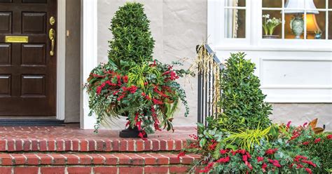 5 Shrubs For Winter Containers Southern Living Plants
