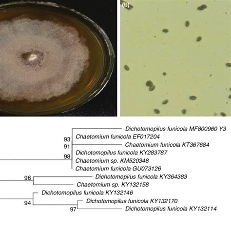 Colonial Morphology And Micrographic Characteristics 9400 Of