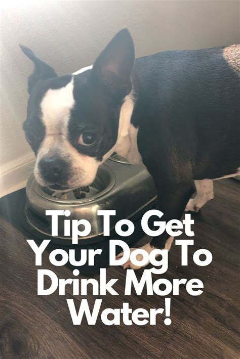Any canine rehabilitation specialist would tell owners to provide fresh water every day and. Technique To Get Your Boston Terrier To Drink More Water ...