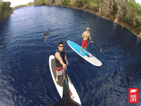 £ 45.00 gbp from per day. Gator Following Paddle Boards on the Hillsborough River in ...