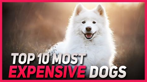 Top 10 Most Expensive Dogs In The World Expensive Dog Breeds