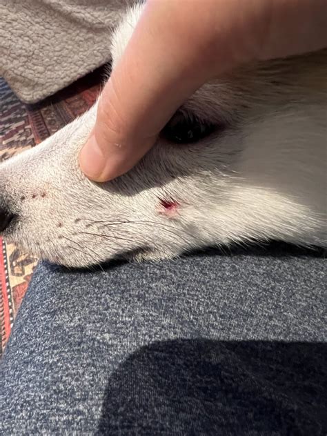 Small Puncture Wound On My Puppys Face Im Not Sure If He Needs