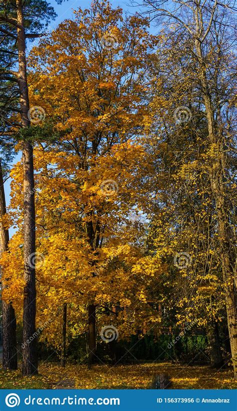 Maple Tree Branches With Vivid Colored Leaves Against Blue