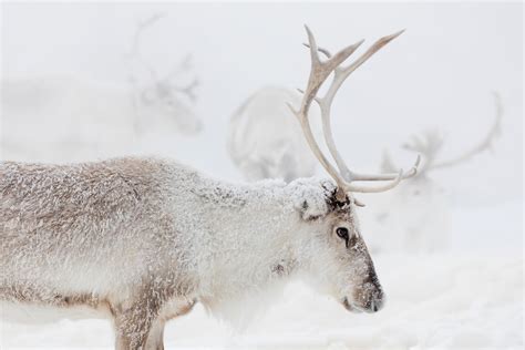 Reindeer Facts And Fun Year Of The Reindeer Visit Finnish Lapland