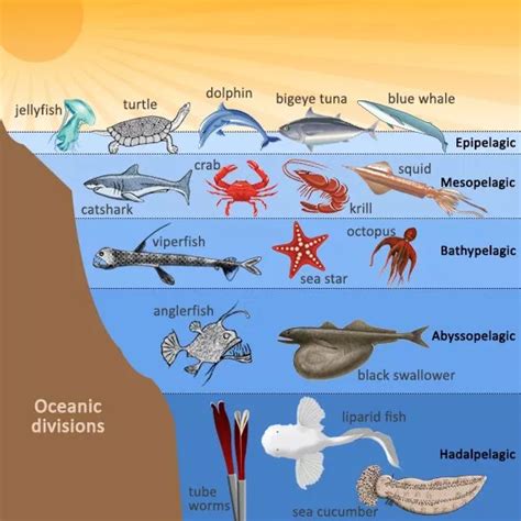 Ocean Zones And Animals Who Live There Ocean Zones Layers Of The