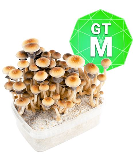 Magic Mushroom Grow Kit Usa Shipping - All Mushroom Info