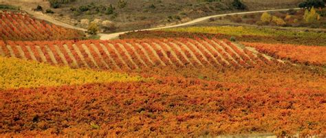 La Rioja Wine Tours Visit Mythical Vineyards And Taste Amazing Wines