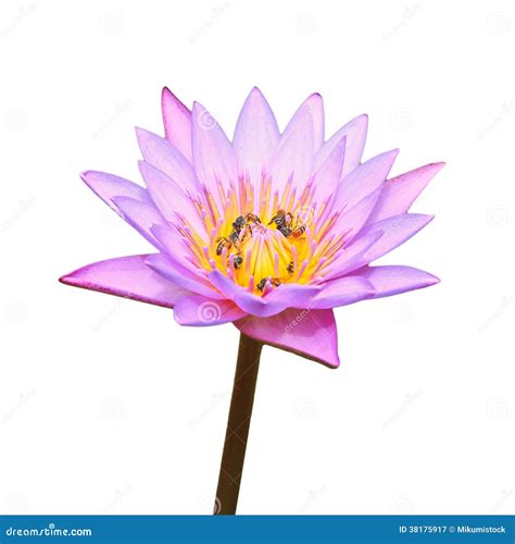 Purple Lotus Flower Stock Image Image Of Ornamental 38175917