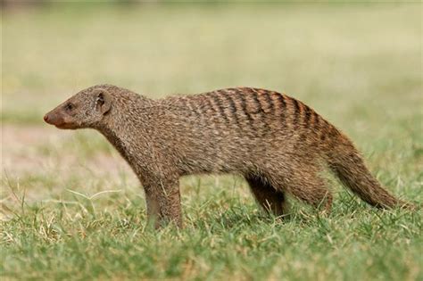 Meet The Mongoose Courageous Snake Killer And Lovable Pet Pet Ponder