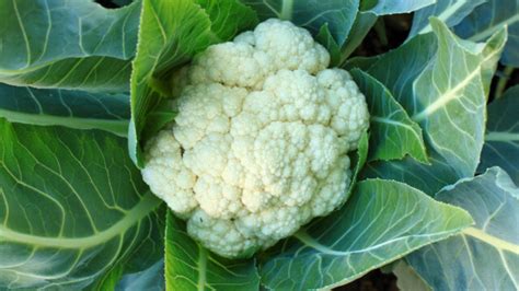 How To Grow Cauliflower For A Successful Harvest Homestead Acres