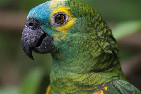8 Best Talking Bird Species To Keep As Pets