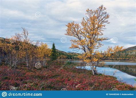 Autumn Scenery Outdoors In The Norwegian Wilderness Stock Photo Image
