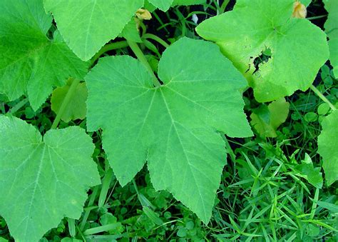How Do You Tell The Difference Between Squash And Zucchini Plants