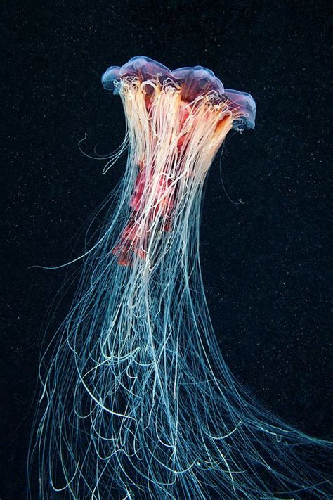 Cyanea Capillata Deep Sea Creatures Jellyfish Photography Amazing