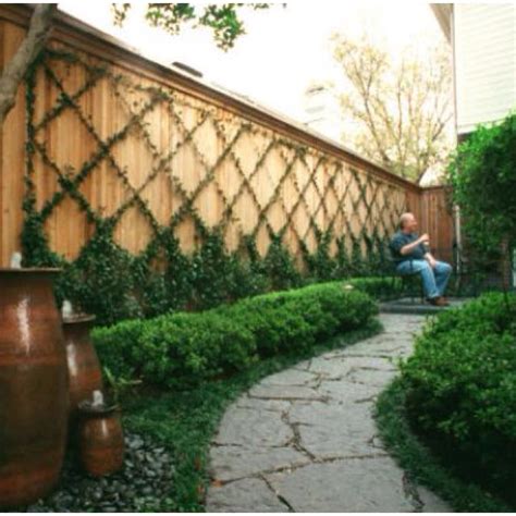 Jasmine Vines Trellis Backyard Fences Backyard Garden Design
