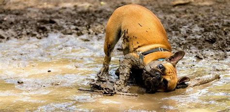Why Do Dogs Love Mud Pettime