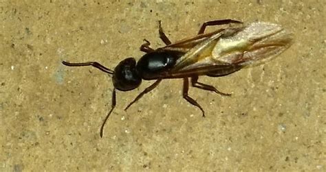 Flying Ant Camponotus Pennsylvanicus Bugguidenet