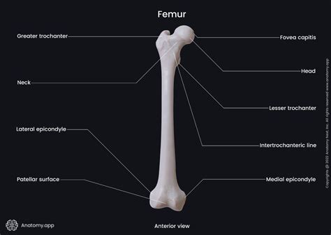 Femur Encyclopedia Anatomyapp Learn Anatomy 3d Models