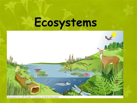 PPT - Ecosystems PowerPoint Presentation, free download - ID:1824648