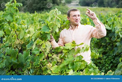 Farmer Showing Vineyard Outdoors In Summer Day Stock Image Image Of