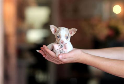 teacup chihuahua life expectancy - Marivel Mcclelland
