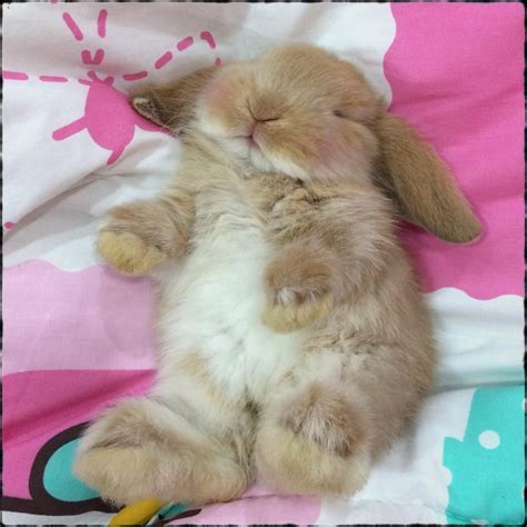 Best 25 Sleeping Bunny Ideas On Pinterest Adorable Bunnies Fluffy