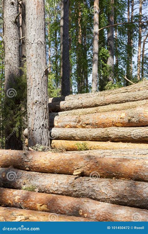 Trunks Of Pines Wood Stock Photo Image Of Background 101450472