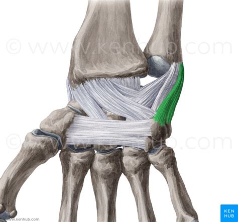 Ulnar Collateral Ligament Wrist