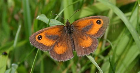 British Butterflies Could Face Extinction And That Is Bad News For