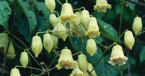 Check spelling or type a new query. Shade Loving Clematis The clematis rehderiana is a unique ...