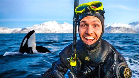 Swimming With Wild Orcas In Norway Incredible Encounters Youtube