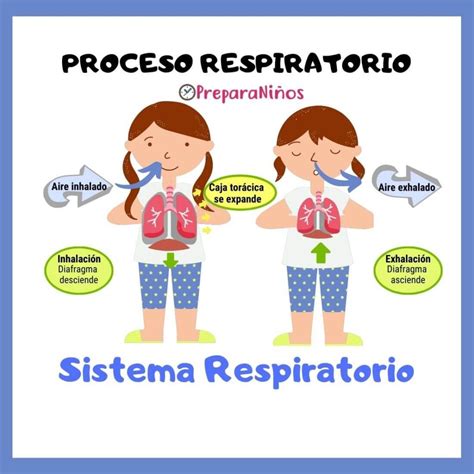 Proceso Respiratorio Explicación Para Niños Preparaniñ