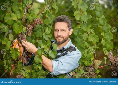 Farmer Cut Grapevine Vinedresser Cutting Grapes Bunch Male Vineyard