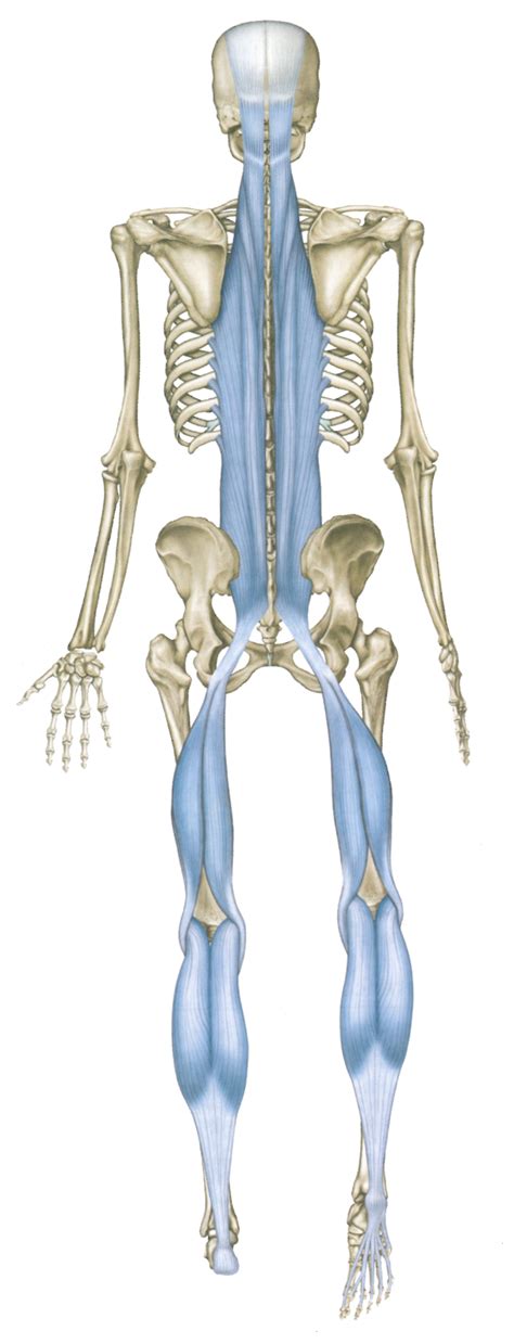 There Is A Myofascial Connection Called The Superficial Back Line Sbl That Extends From The