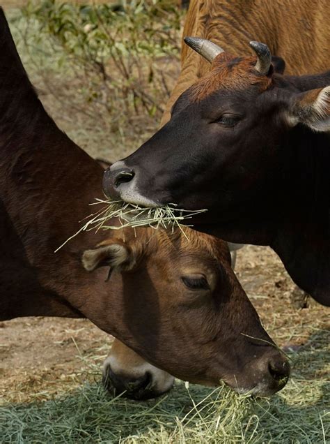 Ap Photos Year Of Ox Puts Focus On Hong Kongs Wild Bovines
