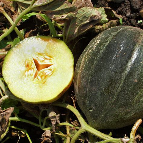 Melon Petit Gris De Rennes Bio Terraseme