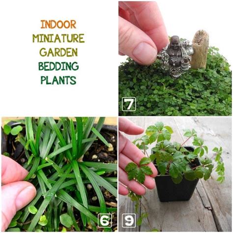 Best Living Plants For Miniature Gardens Resource Guide 2022