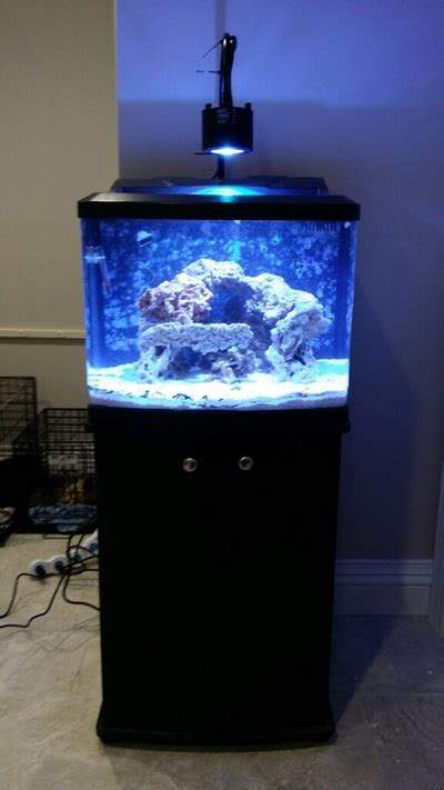 Saltwater Best Med Sized Aquarium 15 40 Gallons Welcome To The