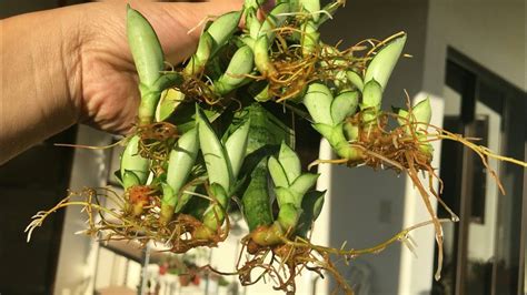 Check spelling or type a new query. Sansevieria Propagation in Water & How to Care for the ...